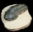 Prone Reedops Trilobite #4926-2